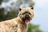 CAIRN TERRIER 542